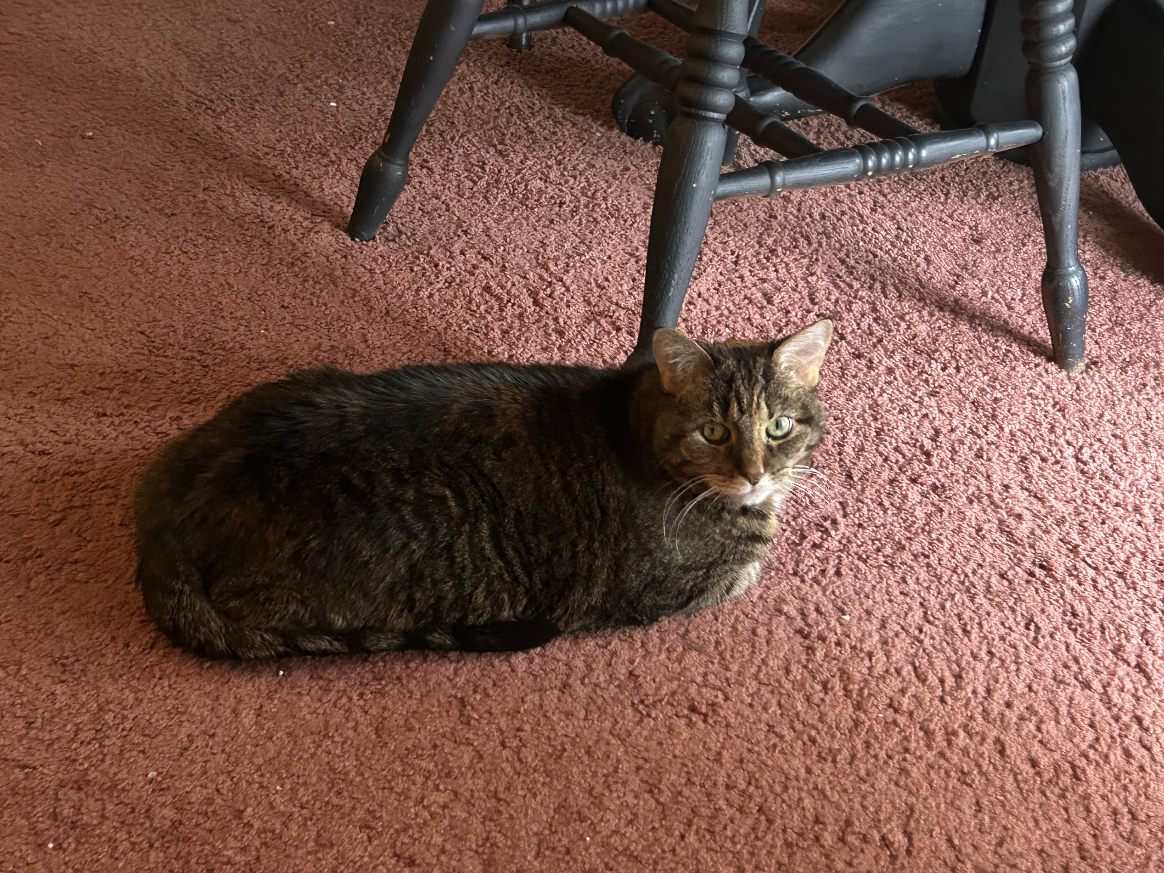 Image of Cupcake loafing perfectly on the floor. She is looking at the camera.